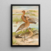 Limosa limosa Limosa lapponica - Johann Friedrich Naumann — oprawiony obraz na ścianie
