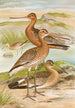Limosa limosa Limosa lapponica - Johann Friedrich Naumann — widok dzieła