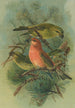Loxia pityopsittacus Bechst - Johann Friedrich Naumann — widok dzieła