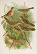 Lusciniola fuscata melanopogon Locustella naevia luscinioides certhiola - Johann Friedrich Naumann — widok dzieła