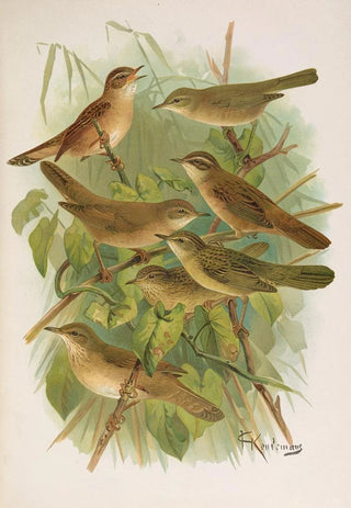 Johann Friedrich Naumann - Lusciniola fuscata melanopogon Locustella naevia luscinioides certhiola.webp