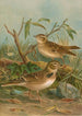 Melanocorypha calandra Lullula arborea - Johann Friedrich Naumann — widok dzieła