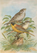 Miliaria calandra Emberiza melanocephala Scopoli - Johann Friedrich Naumann — widok dzieła