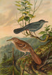 Mimus carolinensis Harporhynchus rufus - Johann Friedrich Naumann — widok dzieła