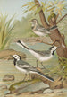 Motacilla alba - Johann Friedrich Naumann — widok dzieła