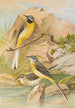Motacilla boarula - Johann Friedrich Naumann — widok dzieła