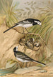 Motacilla lugubris Temm - Johann Friedrich Naumann — widok dzieła