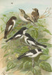 Muscicapa atricapill Muscicapa collaris semitorquata Muscicapa collaris Bechst - Johann Friedrich Naumann — widok dzieła
