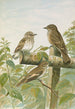 Muscicapa grisola Muscicapa atricapilla - Johann Friedrich Naumann — widok dzieła