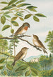 Muscicapa parva Bechst - Johann Friedrich Naumann — widok dzieła
