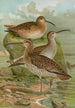 Numenius phaeopus Numenius tenuirostris Vieill - Johann Friedrich Naumann — widok dzieła