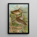 Numenius phaeopus Numenius tenuirostris Vieill - Johann Friedrich Naumann — oprawiony obraz na ścianie