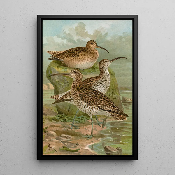 Johann Friedrich Naumann - Numenius phaeopus Numenius tenuirostris Vieill.webp