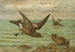 Oceanodroma leucorrhoa Vieill Gołąb ogonowy - Johann Friedrich Naumann — widok dzieła