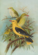 Oriolus oriolus - Johann Friedrich Naumann — widok dzieła
