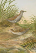 Ortygometra pusilla - Johann Friedrich Naumann — widok dzieła
