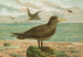Ossifraga gigantea GMEL Wielki petrel - Johann Friedrich Naumann — widok dzieła