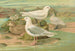 Pagophila eburnea, Phipps, Larus leucopterus, Faber - Johann Friedrich Naumann — widok dzieła