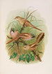 Panurus biarmicus - Johann Friedrich Naumann — widok dzieła
