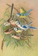 Parus coeruleus Aegithalus caudatus caudatus vagans caudatus Irbyi Parus cyanus Pall - Johann Friedrich Naumann — widok dzieła
