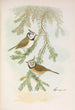 Parus cristatus - Johann Friedrich Naumann — widok dzieła