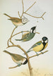 Parus mitratus Parus ater Parus major Parus subpalustris Brm - Johann Friedrich Naumann — widok dzieła