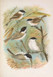 Parus salicarius montanus borealis Liljeborg Dresseri meridionalis Liljeborg - Johann Friedrich Naumann — widok dzieła
