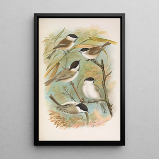 Johann Friedrich Naumann - Parus salicarius montanus borealis Liljeborg Dresseri meridionalis Liljeborg.webp