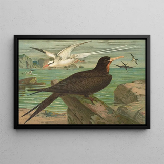 Johann Friedrich Naumann - Phaeton aethereus Fregata aquila.webp