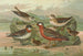 Phalaropus fulicarius Phalaropus lobatus - Johann Friedrich Naumann — widok dzieła