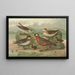 Phalaropus fulicarius Phalaropus lobatus - Johann Friedrich Naumann — oprawiony obraz na ścianie