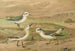Phalaropus fulicarius, Phalaropus lobatus, Calidris arenaria - Johann Friedrich Naumann — widok dzieła