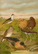 Philomachus pugnax - Johann Friedrich Naumann — widok dzieła