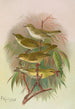 Phylloscopus Bonnellii coronatus trochilus sibilator - Johann Friedrich Naumann — widok dzieła