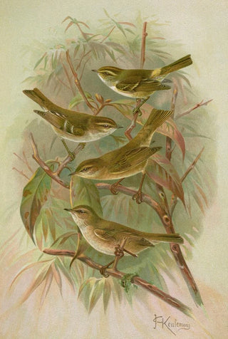 Johann Friedrich Naumann - Phylloscopus proregulus superciliosus rufus tristis Blyth.webp
