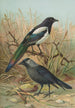 Pica pica Lycus monedula - Johann Friedrich Naumann — widok dzieła