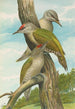 Picus canus - Johann Friedrich Naumann — widok dzieła
