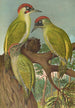 Picus viridis - Johann Friedrich Naumann — widok dzieła