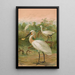 Platalea leucorodia - Johann Friedrich Naumann — oprawiony obraz na ścianie