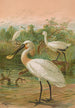 Platalea leucorodia - Johann Friedrich Naumann — widok dzieła