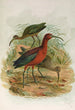 Plegadis falcinellus - Johann Friedrich Naumann — widok dzieła