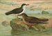 Puffinus puffinus Brunn Puffinus griseus - Johann Friedrich Naumann — widok dzieła