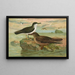 Puffinus puffinus Brunn Puffinus griseus - Johann Friedrich Naumann — oprawiony obraz na ścianie