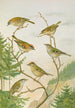 Regulus ignicapillus Regulus regulus - Johann Friedrich Naumann — widok dzieła