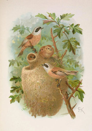 Johann Friedrich Naumann - Remizus pendulinus.webp