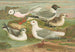 Rhodostethia rosea, Xema sabinii, Sabine, Rissa tridactyla - Johann Friedrich Naumann — widok dzieła