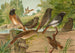 Ruticilla titys Ruticilla phoenicurus - Johann Friedrich Naumann — widok dzieła