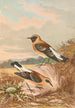 Saxicola stapazina Saxicola aurita - Johann Friedrich Naumann — widok dzieła