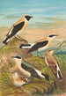 Saxicola stapazina Saxicola aurita Saxicola oenanthe - Johann Friedrich Naumann — widok dzieła