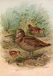 Scolopax rusticula - Johann Friedrich Naumann — widok dzieła